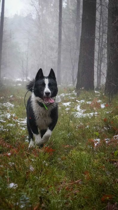 Karelski pies na niedźwiedzie