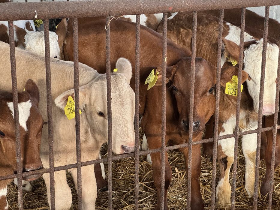 Cielęta mięsne mocne zdrowe