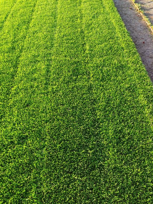 Trawnik w rolce / Transport / Producent Roll_Grass