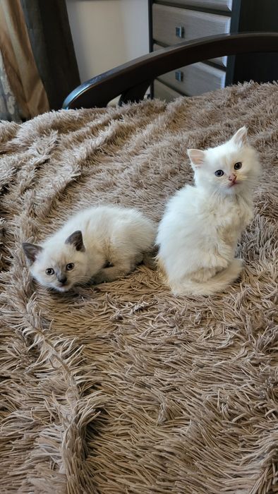 Невська маскарадна кошенята хлопчики Blue & Red Point