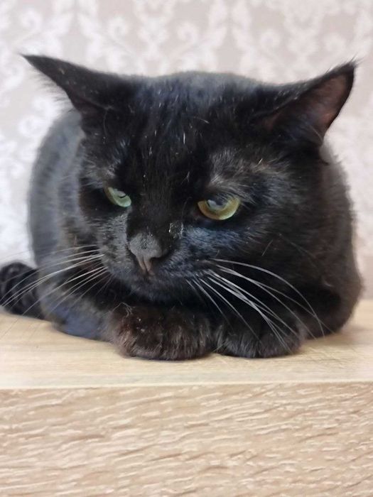 Віддам кота в добрі руки