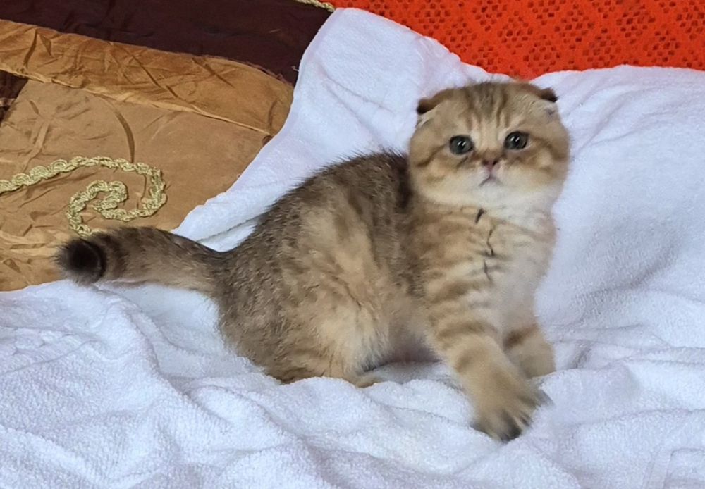 Віслоухе кошеня  золотої  шиншили