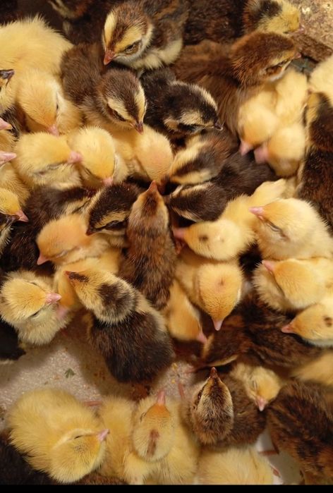 Інкубаційне яйце перепелів породи Смокінг, Техас та Селадон