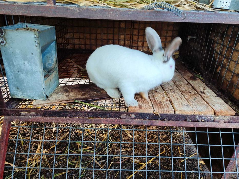 Coelhos raça Gigante de Flandres para reprodução