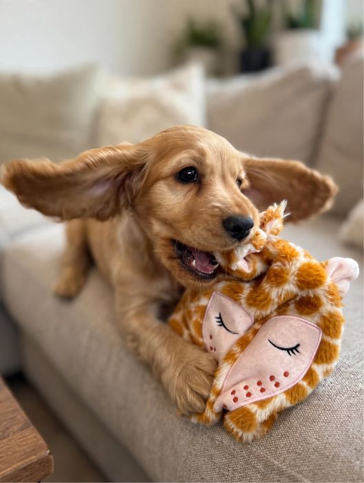 Śliczna sunia Cocker Spaniel Angielski z rodowodem i wyprawką