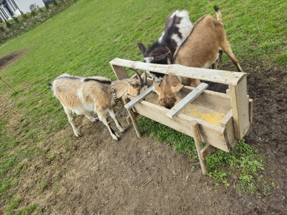 Sprzedam kozy z młodymi