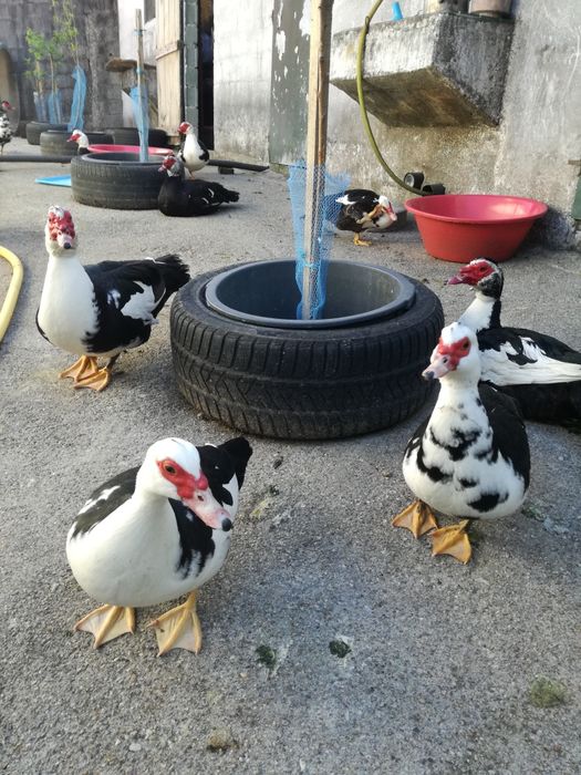 OVOS de pata Frescos Para chocadeiras...