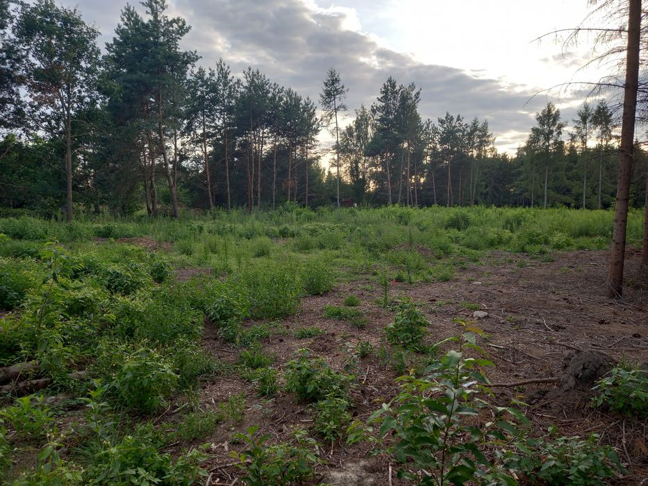 Działka budowlana na sprzedaż Dąbrowa- gmina Ludwin