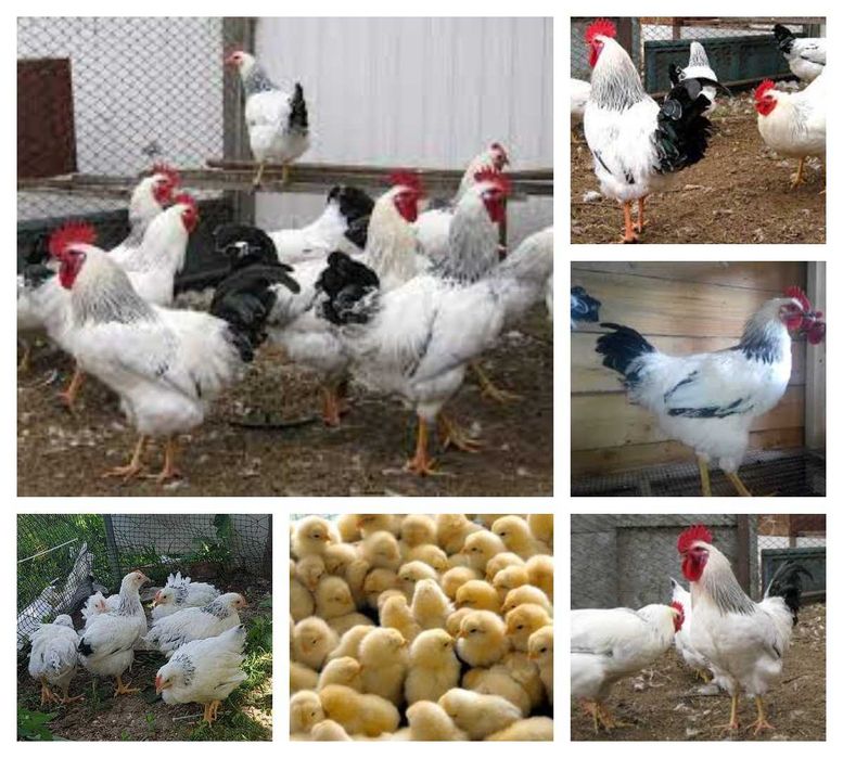 Продаж Інкубаційного яйця курей Срібний Адлер