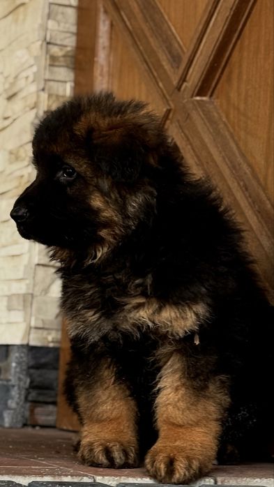 Owczarek Niemiecki Długowłosy/ Owczarki Niemieckie Długowłose RODOWÓD