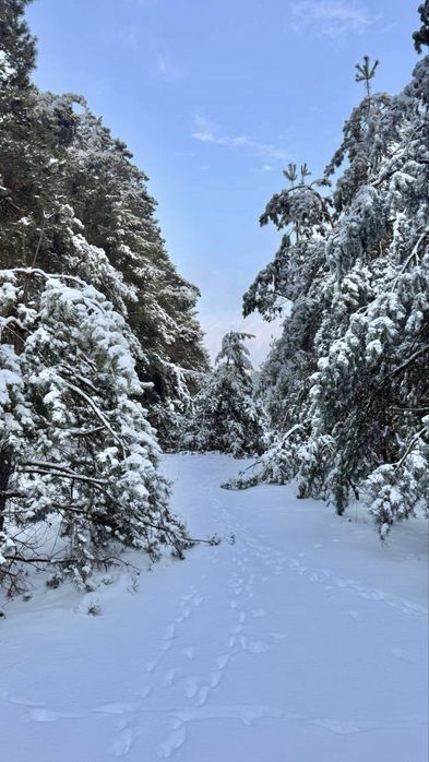 Земельна ділянка в лісі.Від 2 Га! Феневичі !