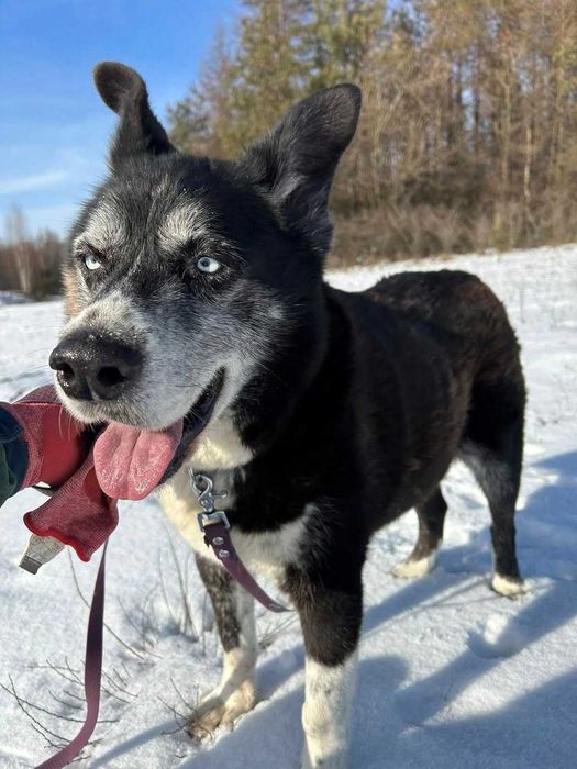Pies, suczka w typie Huskiego, błękitne oczy