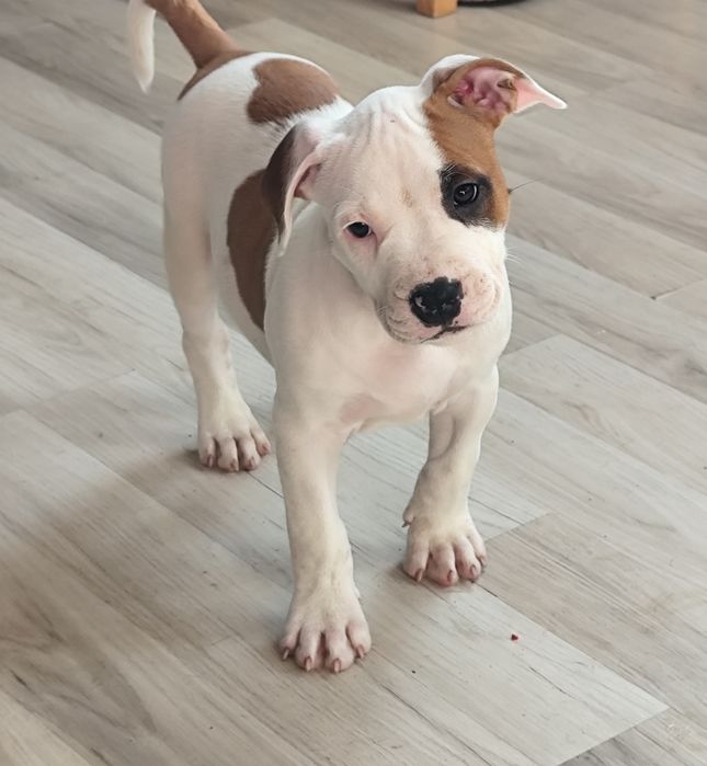 Amstaff ZKwP/FCI śliczny łaciaty piesek
