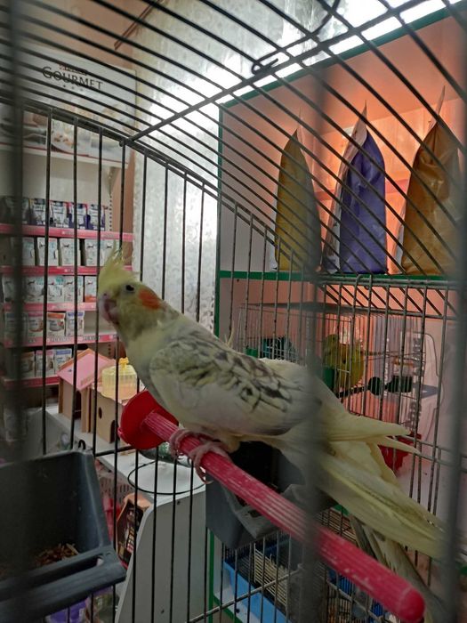 Корели хлопчики молоді