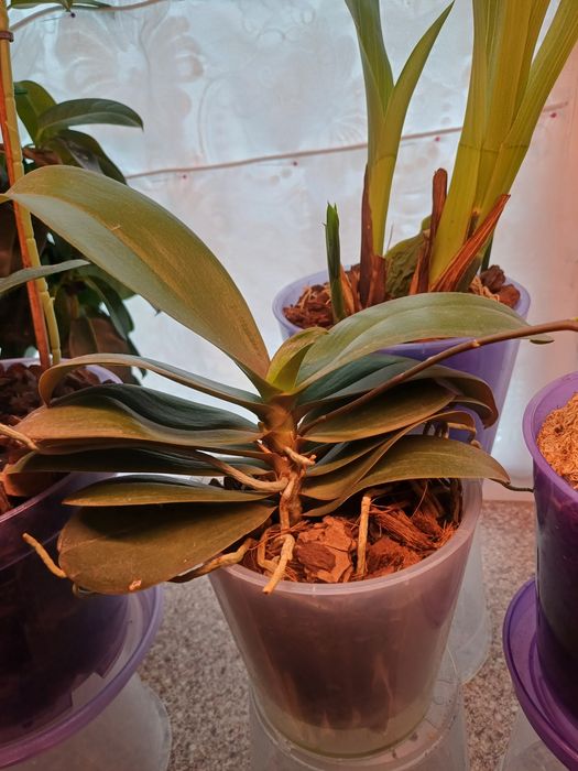 Орхидея ароматная