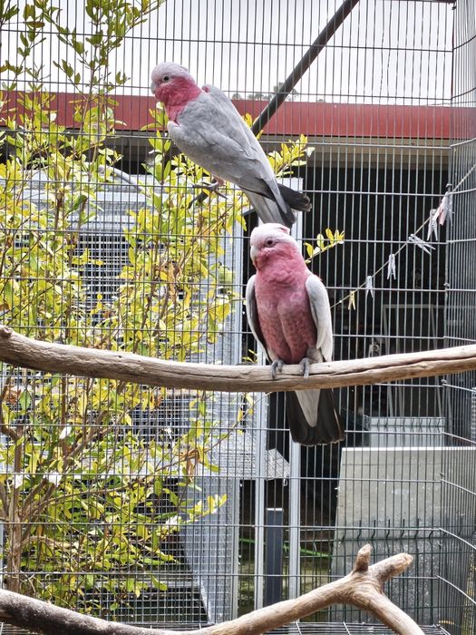 Catatuas Galán aves de 2025 com CITES próprios