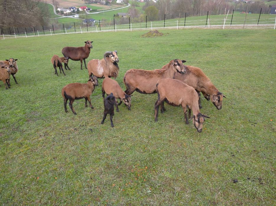 Owoce, Barany Kameruny