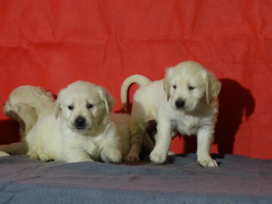 Golden retriever piesek z rodowodem