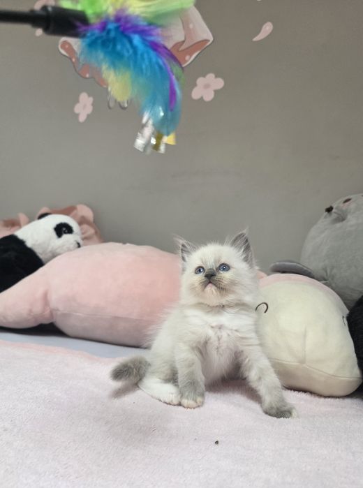Choco Nat-Heaven*PL - Ragdoll Blue Mitted | Rodowód FIFe FPL
