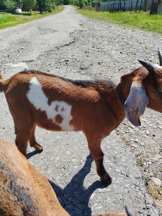 Цапик-нубієць 2000 грн