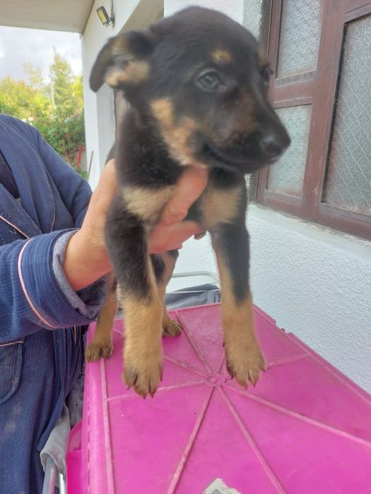 Cães para adopção
