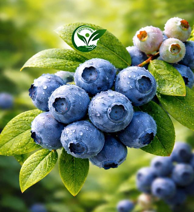 Купити лохину ранню — саджанці кущі розсада, перша ягода літа борувка