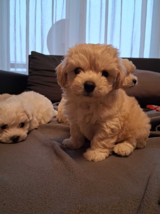 Maltipoo szczenięta