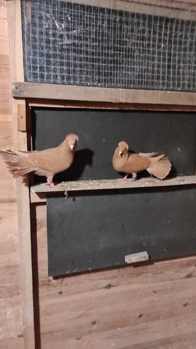 Sokoły,sokół,wysokolotne gdańskie.