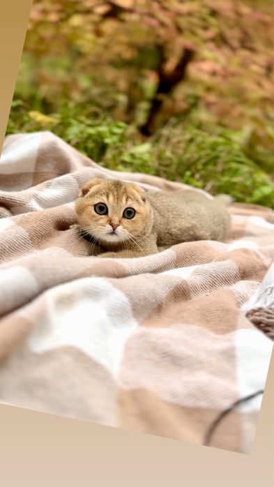 Фолд шотландці золота шиншила
