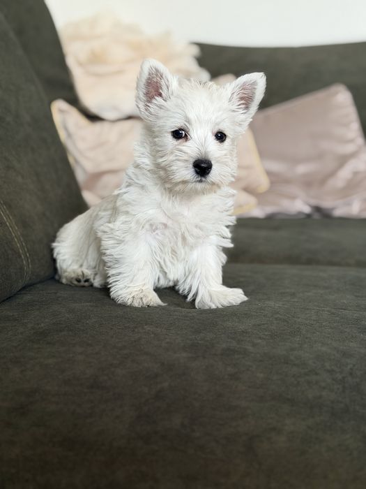 West terrier piesek