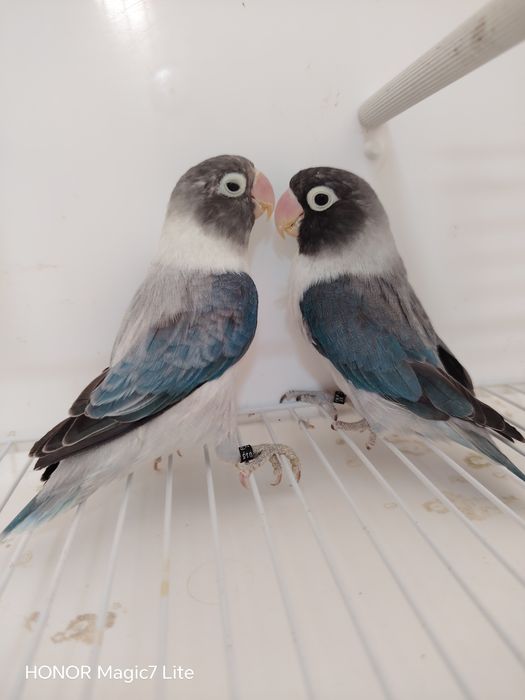 Agapórnis personatus