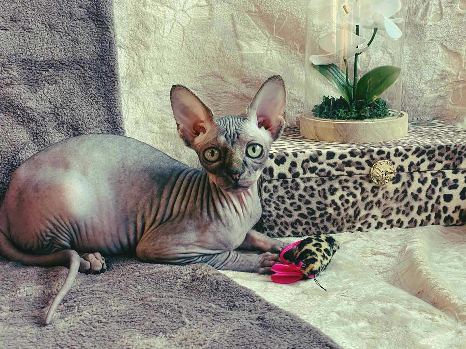 Sfinks Kanadyjski – Najłagodniejsza łaska