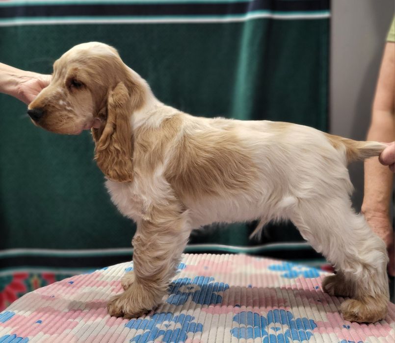 Cocker Spaniel Angielski FCI