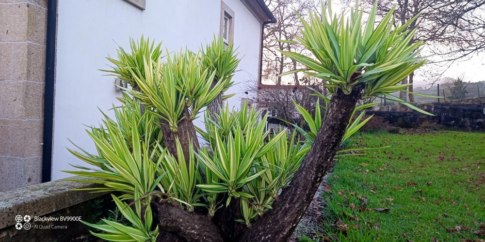 Planta yucca vários tamanhos