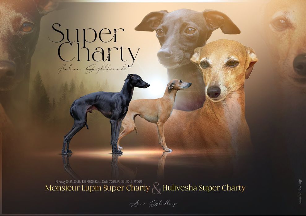 Charcik wloski chłopczyk, FCI