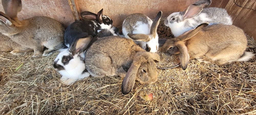 Sprzedam samca (bury)