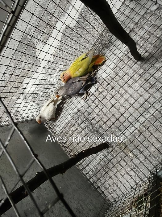 Agapornis roseicollis