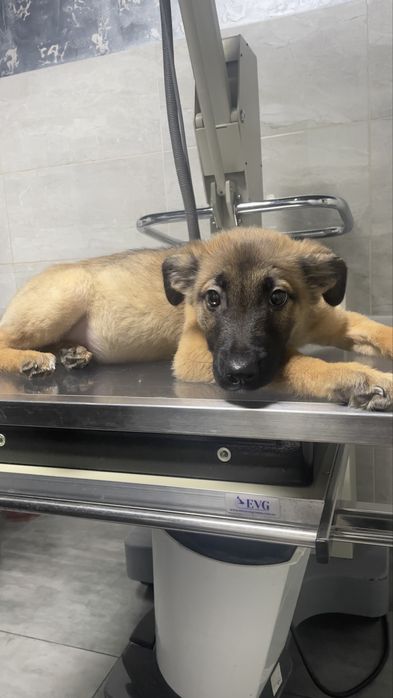 Метиз овчарки бесплатно