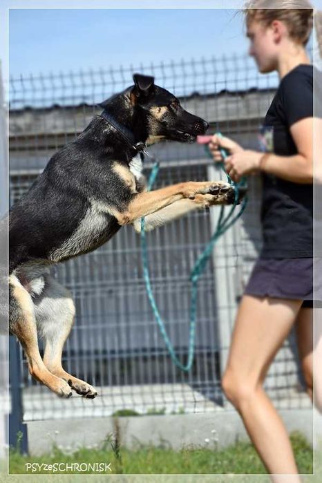 Wspaniały Marco szuka domu