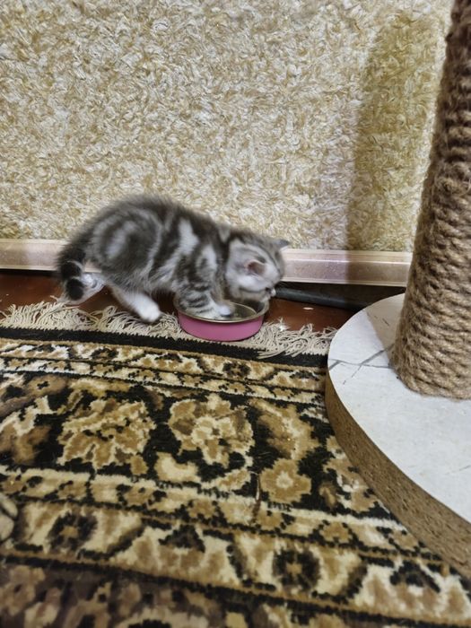 Шотландська радість