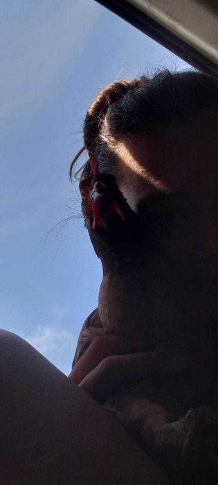 Babysitter/Petsitter