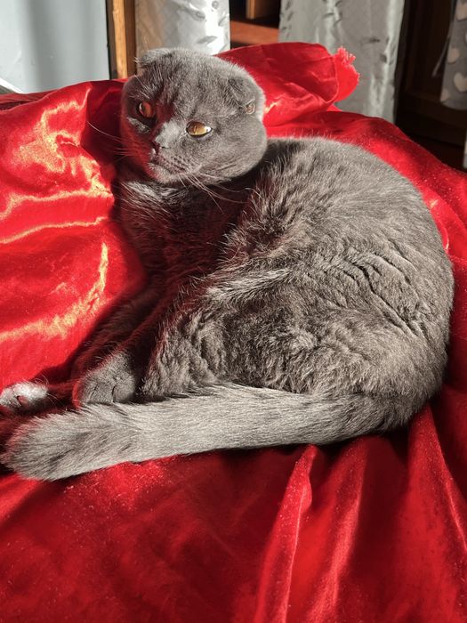 Котик шотланский веслоухий шукає собі наречену