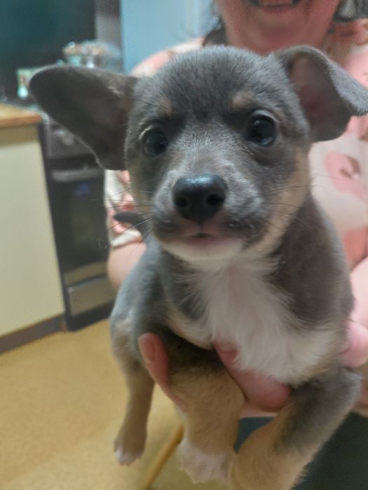 Щенок в хорошие руки