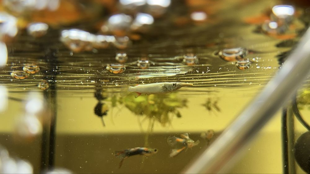 Dermogenys pusilla (peixe agulhinha)