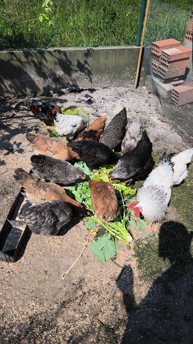 Ovos de galinhas