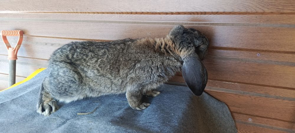 Baran francuski samiec