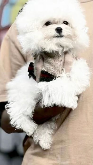 Бишон Фризе Мини Корея Тикап