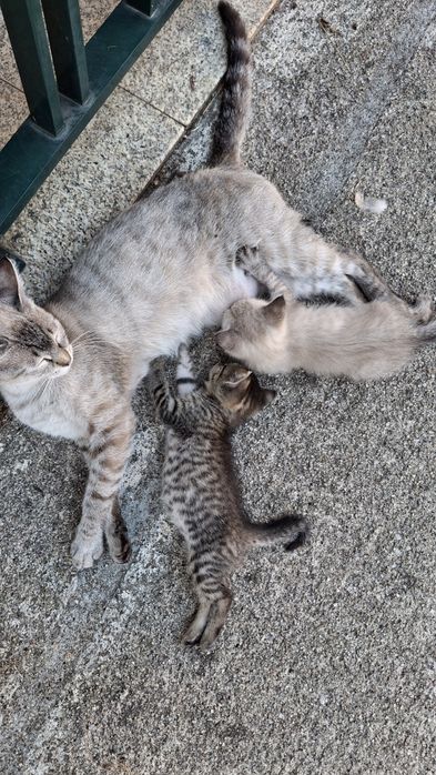 Dá-se gatinhos bebes