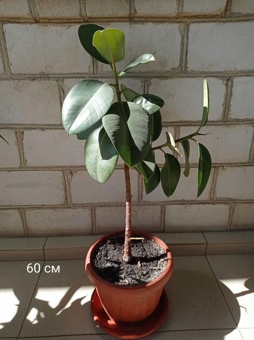 Фікус Робуста (каучуконосний), різні розміри