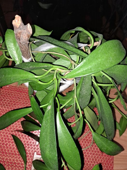 Хойя IML - 361. Всё растение.